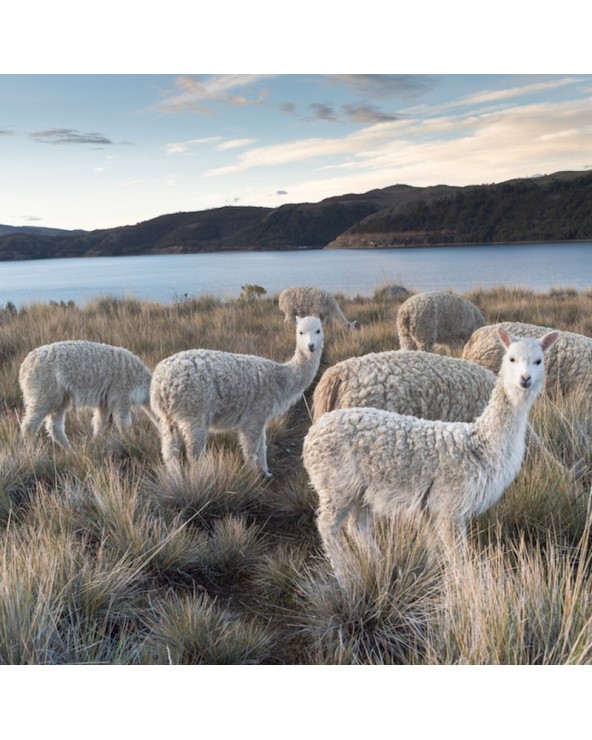 Kołdra MyAlpaca 180x200 z alpaki letnia z białą lamówką