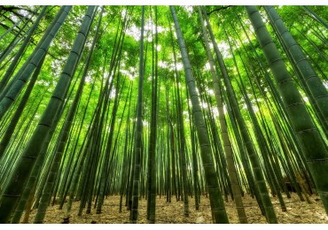 Kołdry bambusowe: dlaczego warto wybrać je zamiast tradycyjnych?