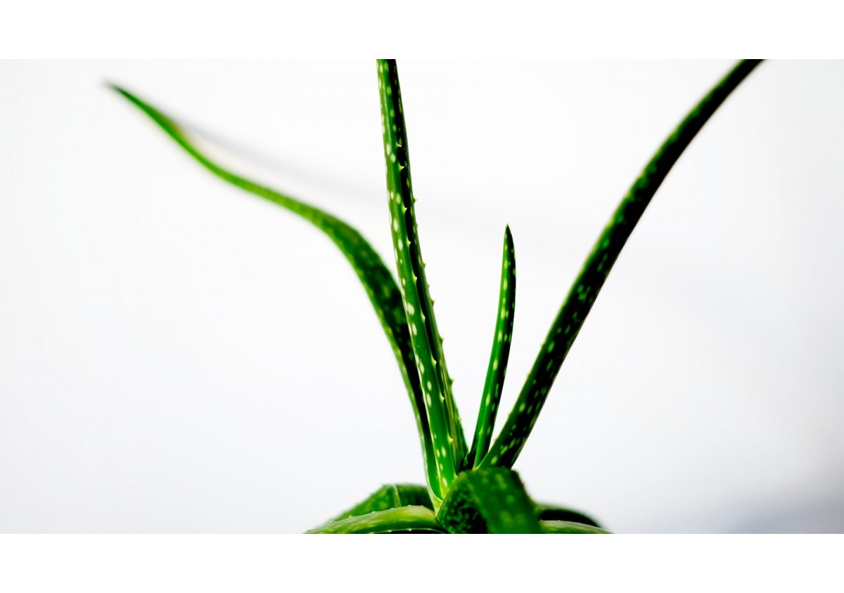 Aloes w pościeli - Twój sprzymierzeniec